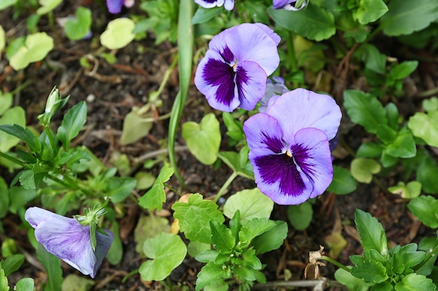 Pansy flowers on flowerbed closeup