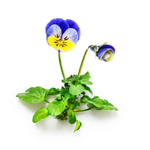 Pansy flowers