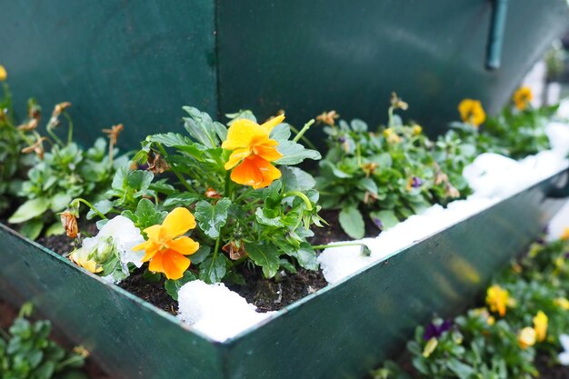 Pansy plant with leaves and yellow orange flowers under fresh white snow A snowdrift in a flower bed or in a flower box Frost and coldresistant flowers in the garden First snow Lawns in the city