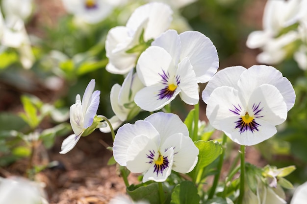 Pansy viola flower in spring garden