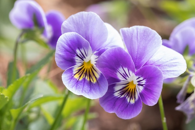 Viola del pensiero fiore nel giardino di primavera