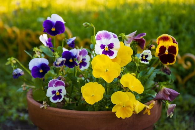 Pansy viola flower in tricolor yellow and violet or purple growing in pot Plant decor for garden