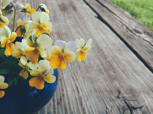 Pansy yellow flowers in blue cup