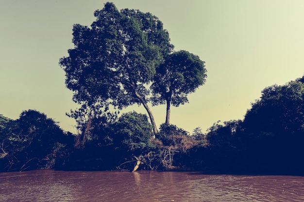 Pantanal forest ecosystem Mato Grosso Brazil