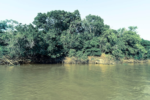 Pantanal forest ecosystem Mato Grosso Brazil