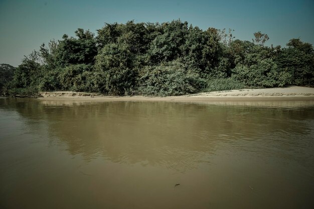 Pantanal forest ecosystem Mato Grosso Brazil