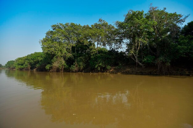 Pantanal river and forest ecosystem Mato Grosso Brazil