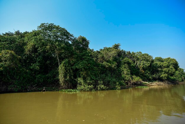 Pantanal rivier en bosecosysteem Mato Grosso Brazilië