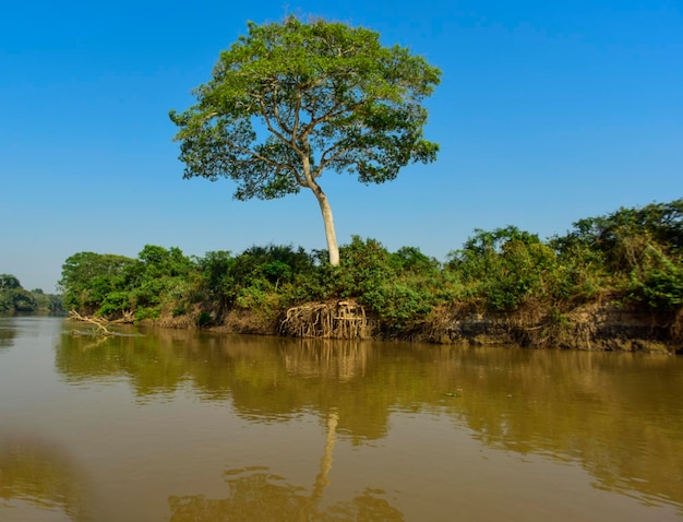 Pantanal rivier en bosecosysteem Mato Grosso Brazilië