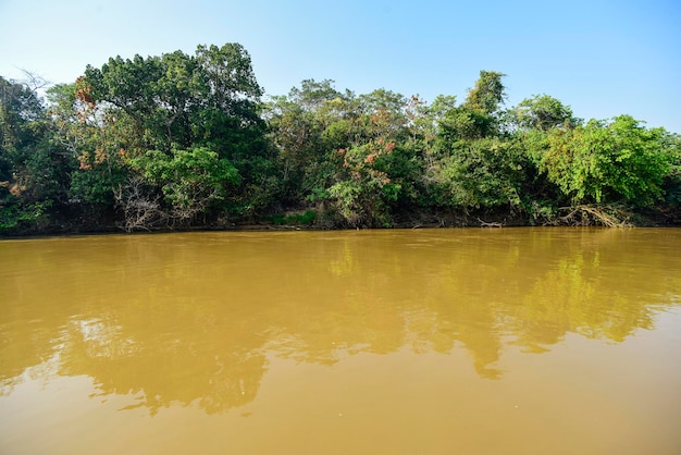 Pantanal rivier en bosecosysteem Mato Grosso Brazilië