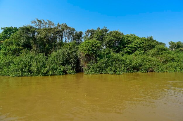 Pantanal rivier en bosecosysteem Mato Grosso Brazilië