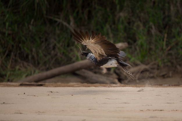 Pantanalvogel in de natuurhabitat