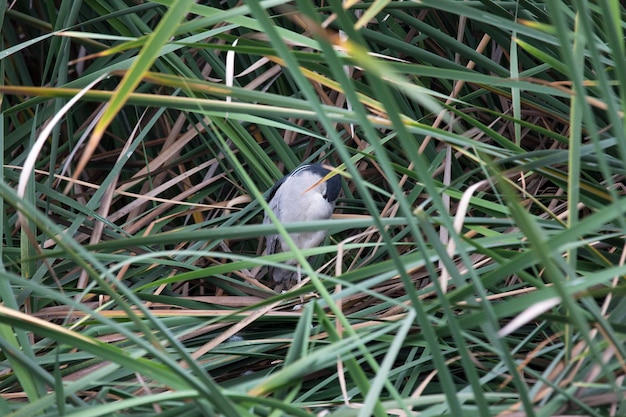 Pantanos de Villa Lima Peru Bird watching sightseing wetland swamp hobbi