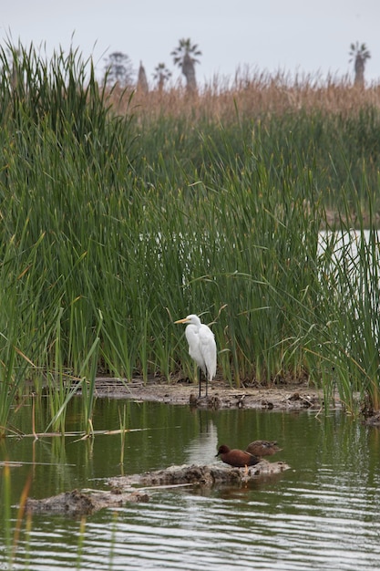 Pantanos de villa lima peru bird watching sightseing wetland\
swamp hobbi