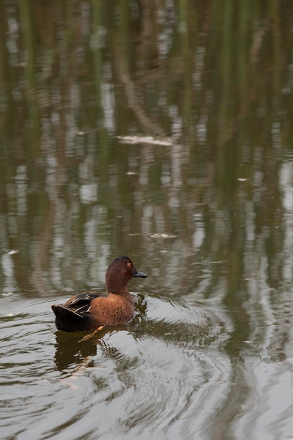 Pantanos de Villa Lima Peru Bird watching sightseing wetland swamp hobbie