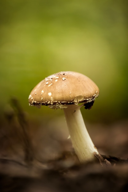 Funghi con cappuccio di pantera