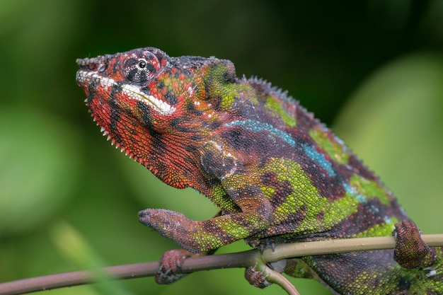 자연 서식지 에서 있는 팬더 카멜레온 (Furcifer pardalis)