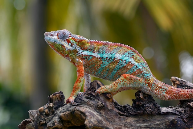 The panther chameleon (Furcifer pardalis) on a tree branch