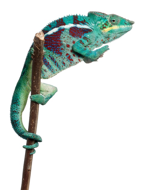 Foto panther chameleon nosy be - furcifer pardalis