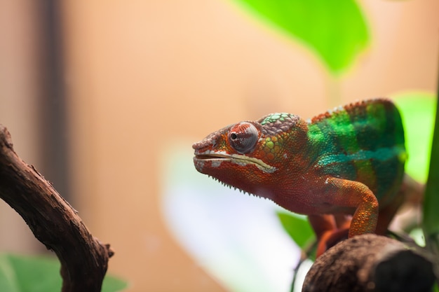 A Panther Chameleon sits on a branch.