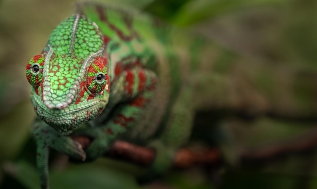 Panther chameleon