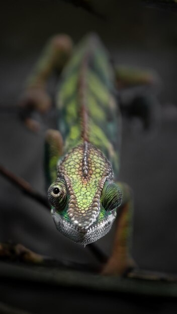 Panther chameleon