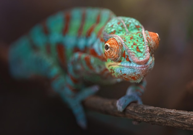 Photo panther chameleon