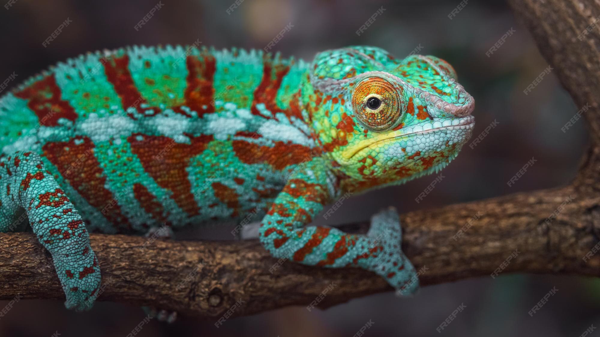 Premium Photo | Panther chameleon