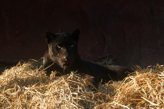 Panther face lying in the woods.