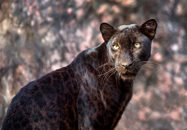 Panther or leopard in natural atmosphere.