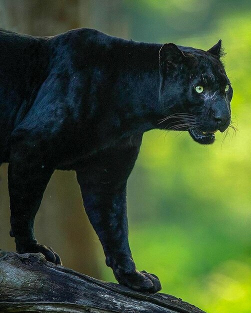 panther wild animals pictures