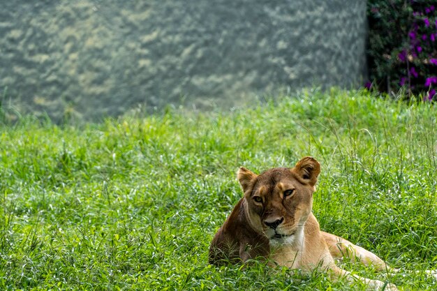 Panthera leo lioness sitting on the grass resting guadalajara zoo mexico