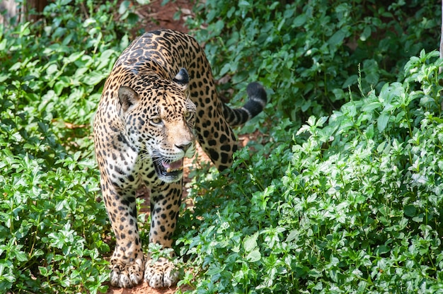 Panthera pardus в лесу