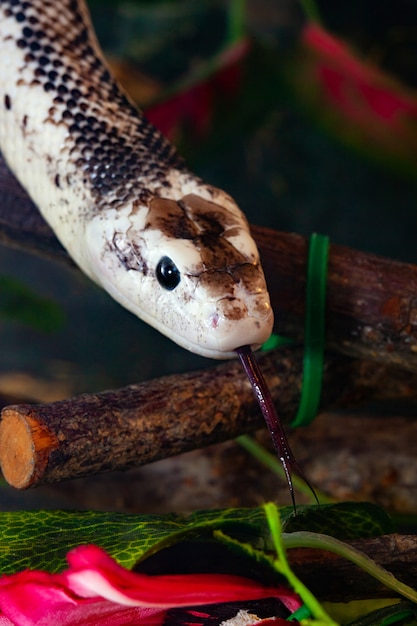 Pantherophis obsoleta of rat snake