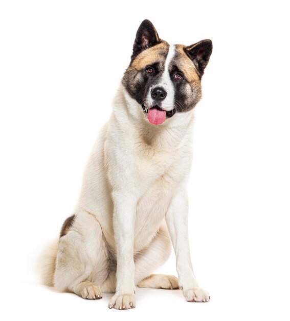 Panting Akita Inu sit isolated on white