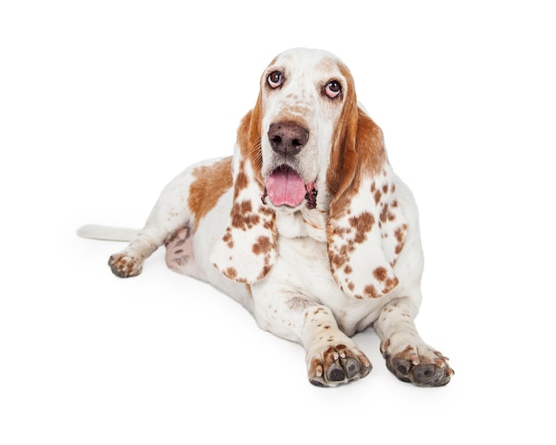 Panting Basset Hound Dog Laying