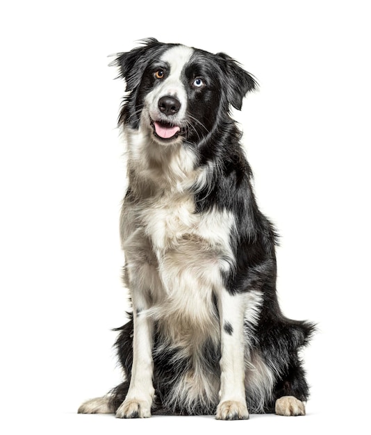 Panting black and white Border Collie minnow eyes isolated