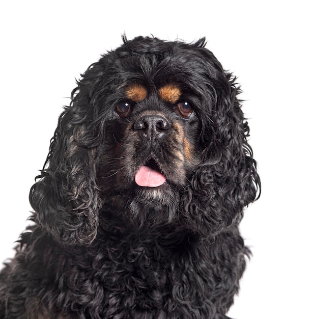 Panting cocker spaniel isolated on white