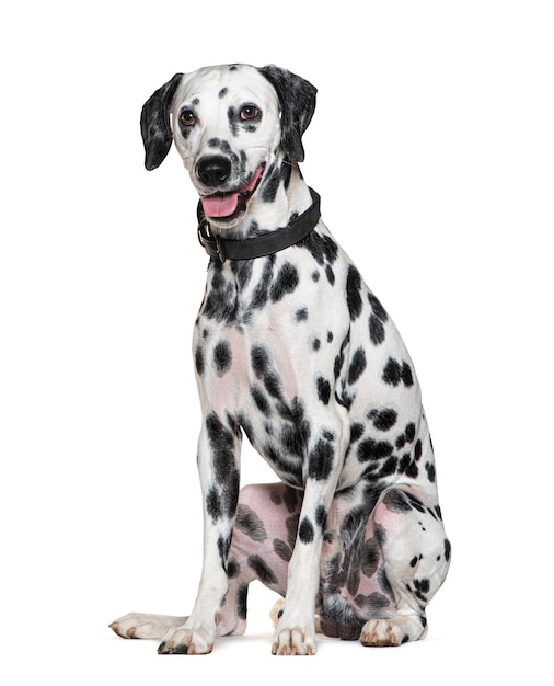 Panting Dalmatian dog wearing a collar isolated on white