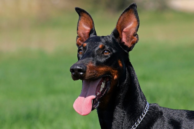 Premium Photo | Panting doberman pinscher doberman female portrait ...