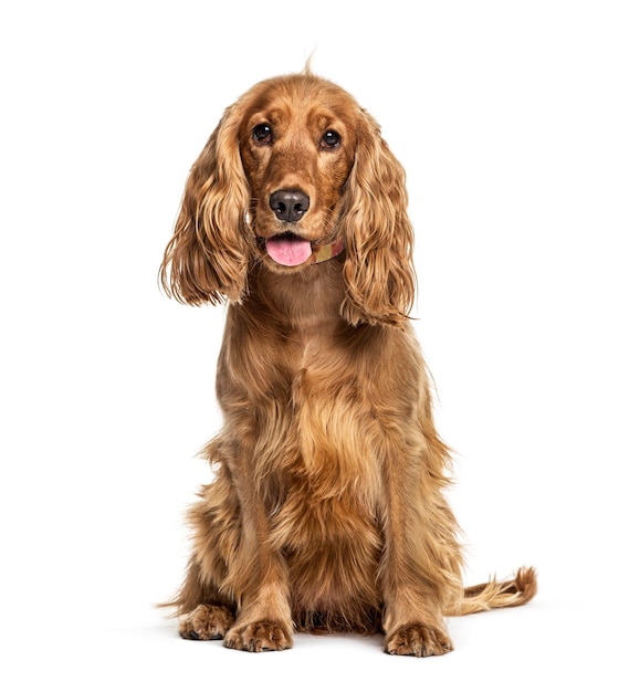 Photo panting english cocker spaniel sitting isolated on white