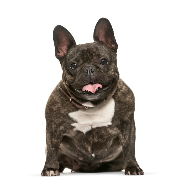 Panting French Bulldog sitting