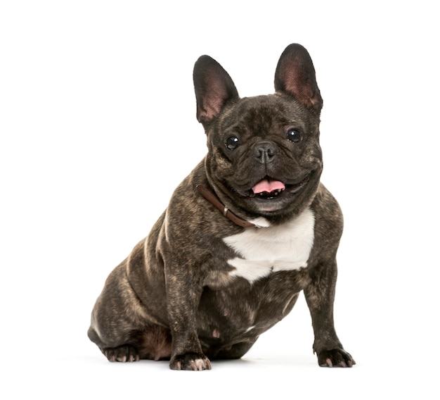 Panting French Bulldog sitting