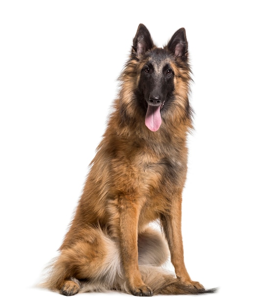 Panting German Shepherd Dog sitting