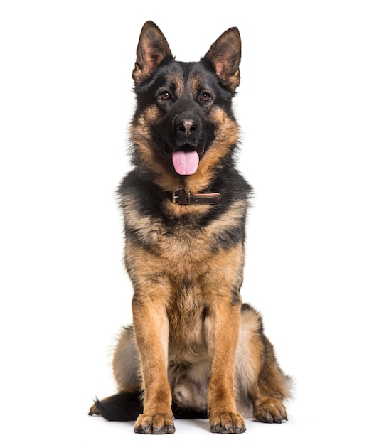 Panting German shepherd sitting