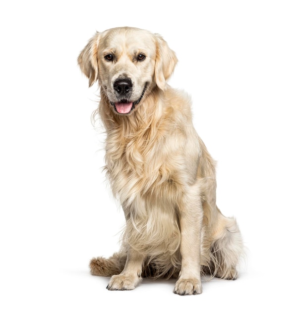 Panting Golden Retriever isolated on white