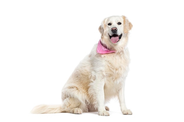 Panting Golden retriever wearing a pink scarf isolated on white