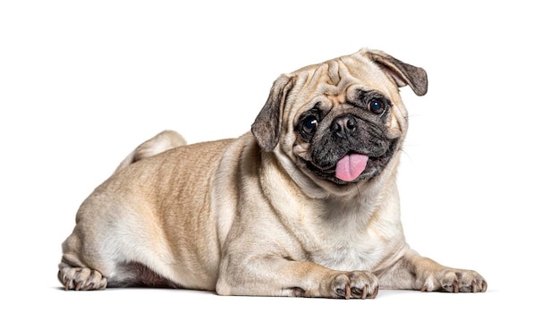 Panting lazy Pug lying down isolated on white