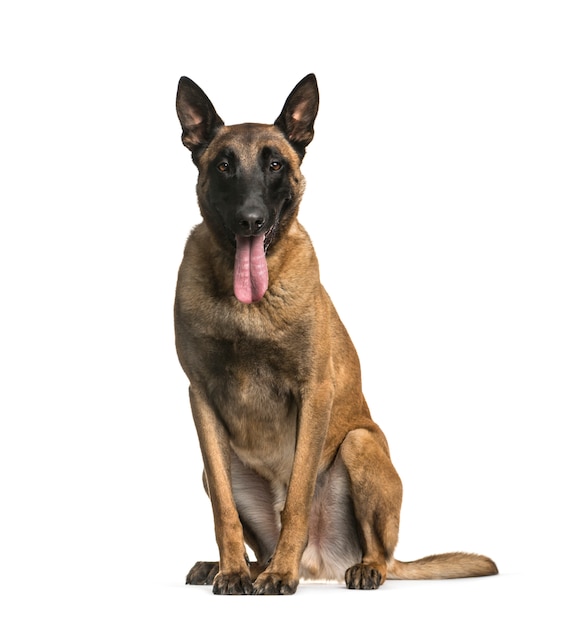 Panting Malinois dog sitting isolated