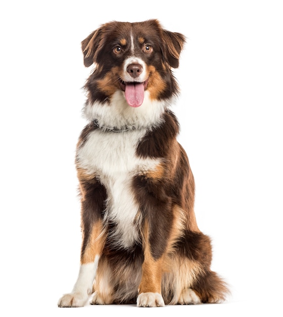 Panting Mixed-breed Dog sitting in front of the camera